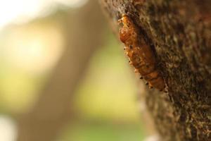 Captura de pantalla de un insecto marrón arrastrándose sobre la superficie de un árbol foto