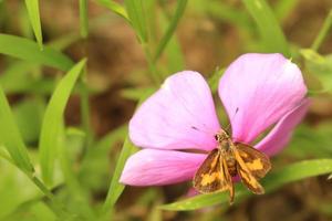 primer plano de una abeja amarilla en una flor rosa foto