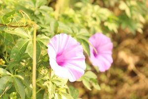 Closeup shot of a pink moonflower under the sunlight photo