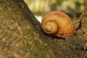 Closeup shot of tree snail shell on a wooden surface photo