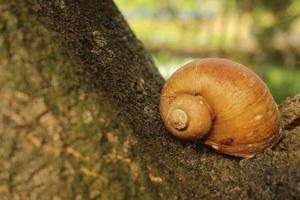 Closeup shot of tree snail shell on a wooden surface photo