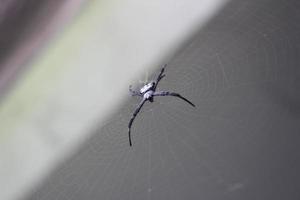 A shallow focus closeup shot of a black spider in the middle of a web photo