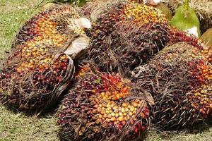 palm fruit background in the market photo