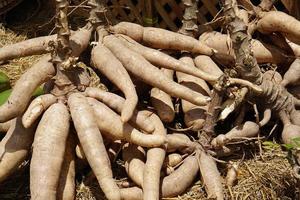 background cassava in the market photo