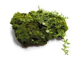 Moss texture background. Green moss isolated on white background photo