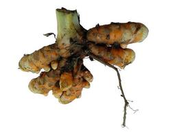 Turmeric with root on white background photo