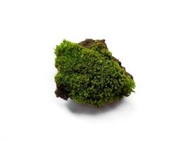 Moss texture background. Green moss isolated on white background photo