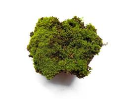 Moss texture background. Green moss isolated on white background photo