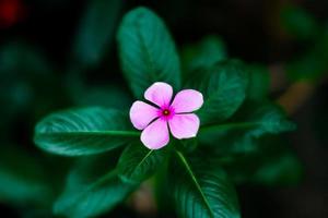 hermosa rosa canina perro rosa rosa flor florece durante el día. pulgar verde dia de la madre tierra foto