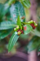 Ardisia lurida is an evergreen shrub or a small tree that can grow up to 7 metres tall. The plant is harvested from the wild for local use as a food. photo