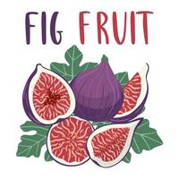 Bright set of colorful half, slice and whole of juicy fig fruit.