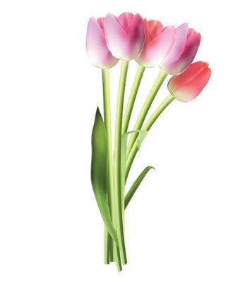 Beautiful Pink Realistic Tulip Vector Illustration