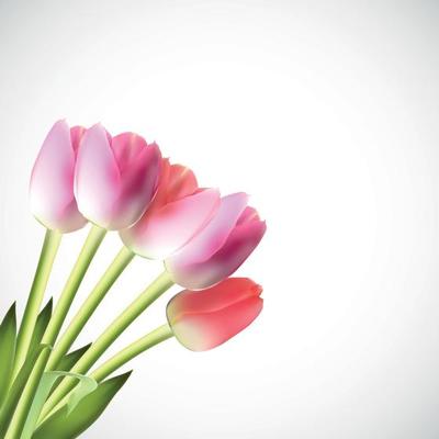 Beautiful Pink Realistic Tulip Vector Illustration