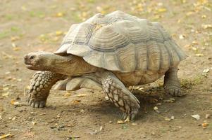 tortuga gigante de galápagos foto