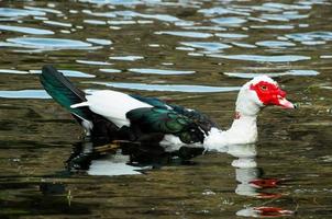 Muscovy Duck Swimming photo