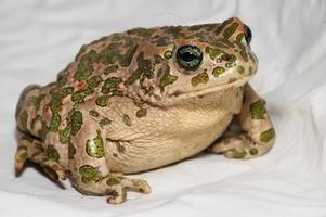 Common European Toad photo