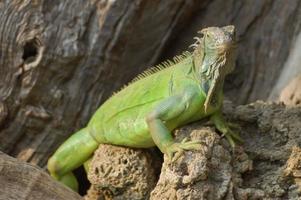 Wild Reptile Lizard Iguana photo