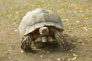 Galapagos giant tortoise photo