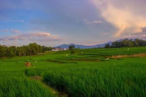 beautiful views of rice fields and mountains with clear blue sky clouds, perfect for nature wallpapers.