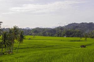 Rice field landscape with views of coconut trees and clear sky photo