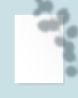 White vertical paper blank with eucalyptus leaves shadow on light blue background. vector