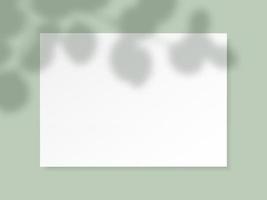 White horizontal paper blank with eucalyptus leaves shadow on light green background. vector