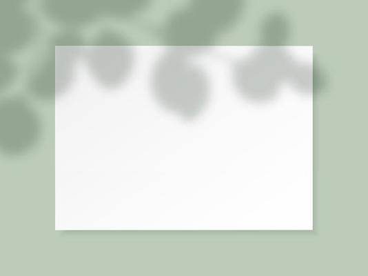 White horizontal paper blank with eucalyptus leaves shadow on light green background.
