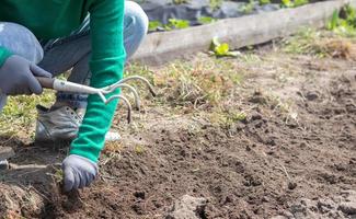 A woman cleans the weeds in the garden. Spring cleaning on the farm. Selective focus. Weeding grass. View of a woman's hand hoeing weeds in the garden on a hot summer day, soil preparation. photo