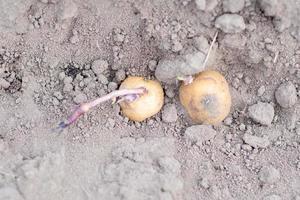 Sprouted potato tuber in the ground when planting. Selective focus. Early spring preparation for the garden season. Potato tuber close-up in a hole in the ground. Seed potatoes. Seasonal work. photo