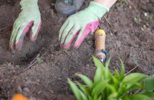 The gardener rakes the soil for planting. To work in the garden. Women's hands in gloves hold a garden tool and loosen the ground, caring for and growing garden plants. Plant a plant in the garden. photo