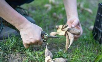 The gardener sorts out dahlia tubers. Plant root care. Dahlia tubers on the ground before planting. Planting a sprouted dahlia tuber with shoots in a spring flower garden. photo