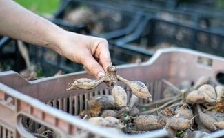 Plastic black garden boxes with dahlia flower roots. Flower tubers dry out in the sun. Tubers of plants and flowers. Dahlia planting season. Many dahlia roots without soil. planting material. photo