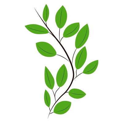 Green leaves on a branch. Vector illustration.