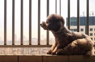 A lonely adorable poodle dog relaxing at balcony by himself. photo