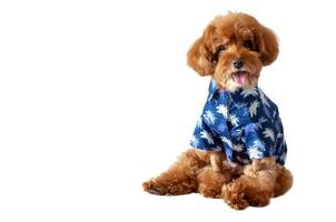 un adorable perro caniche de juguete marrón con una foto divertida usando un vestido hawaiano para la temporada de verano.