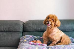 An adorable brown Poodle dog sitting on couch with the toy photo