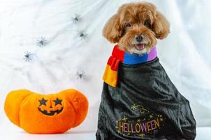 Adorable brown Poodle dog with pumpkin toy sitting at spiders cobweb background photo