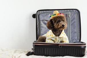 An adorable black Poodle dog wearing hat and dress for summer when going to travel photo