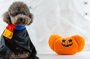 Adorable black Poodle dog with pumpkin toy sitting at spiders cobweb background photo