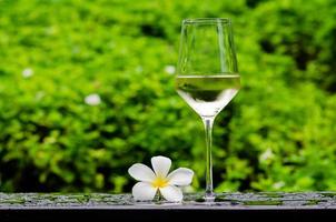 A glass of white wine with frangipani flower on green garden background. Holiday and summer drink concept. photo