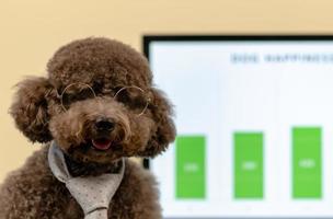 An adorable black toy Poodle dog wearing necktie and spectacles with concept that dog can go to work place with the owner. photo