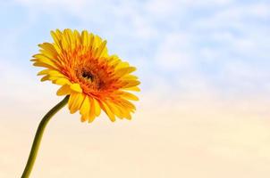 una sola flor de margarita gerbera amarilla con cielo en el fondo de la mañana. foto