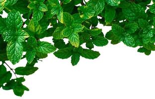 Peppermint leaves in garden photo