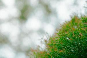 enfoque y foto borrosa de hojas de mirto de miel de color verde y rojo con el fondo de la luz del bokeh.