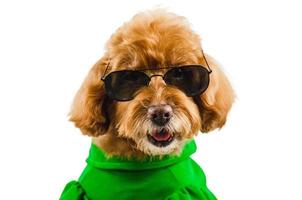 An adorable brown toy Poodle dog wearing green casual dress with sunglasses photo