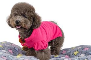 Black Poodle dog on his bed photo