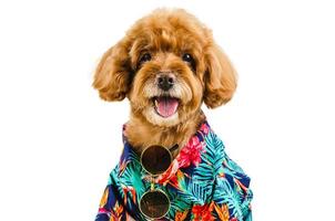 An adorable brown toy Poodle dog wearing Hawaii dress with sunglasses photo