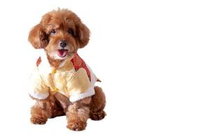 An adorable brown toy Poodle dog wearing Traditional Chinese dress. photo