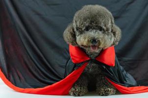 adorable perro caniche negro con drácula. foto