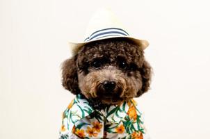 An adorable black toy Poodle dog wears hat and Hawaii dress for summer season on white background.
